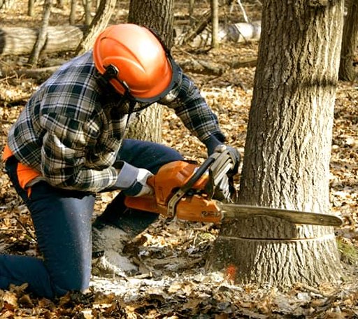 Tree Removal in Worthington, KY